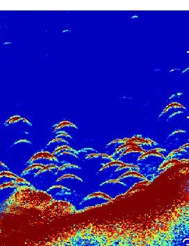 Striker-Plus-vert-Trad-Sonar.jpg Striker-Plus-vert-Trad-Sonar.jpg